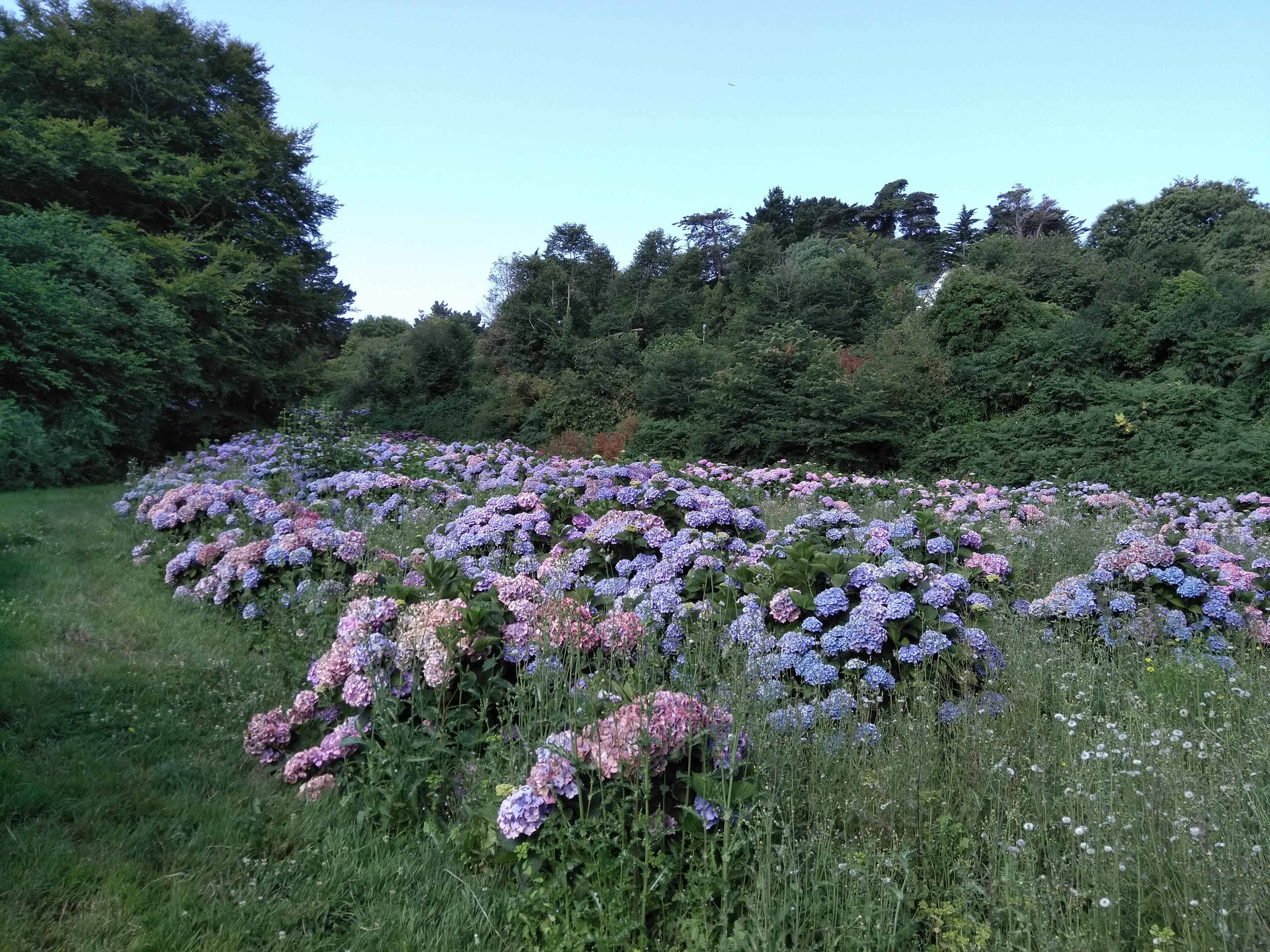 Hortensien-Feld