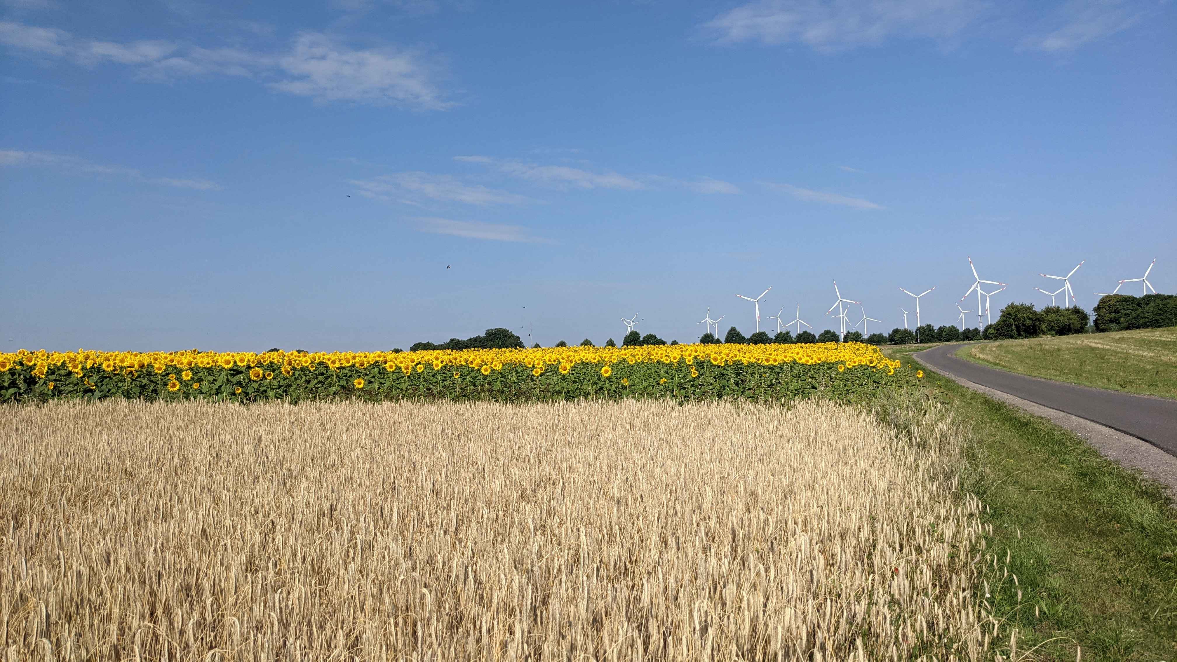 Sonnenblumen