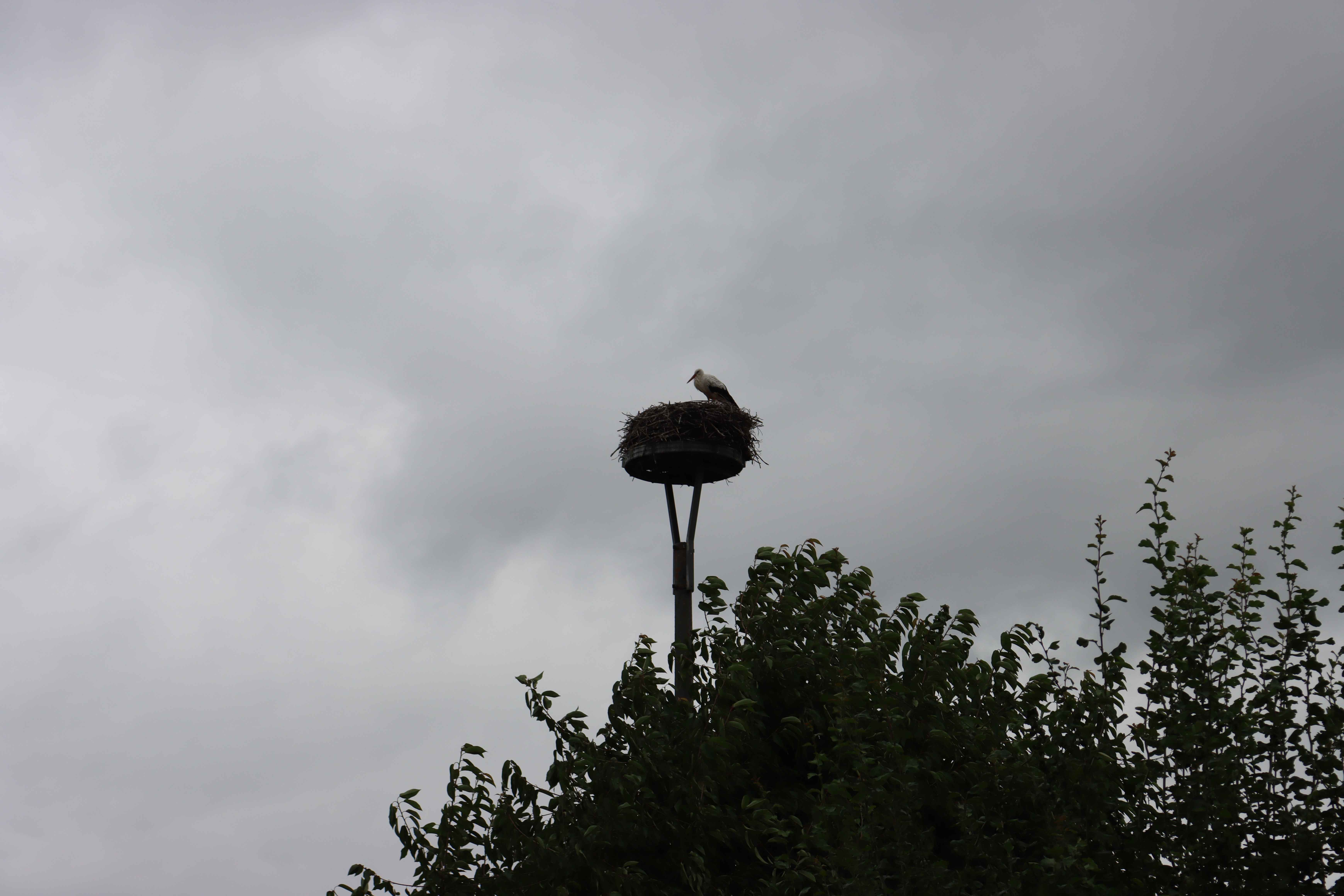 Ein Storch